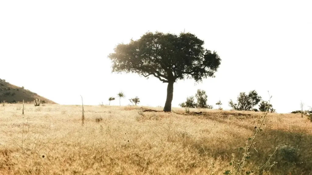 Guide pratique pour créateurs au Cameroun qui veulent pitch-er marques d'Afrique du Sud sur OnlyFans pour streamer contenu gaming sponsorisé.