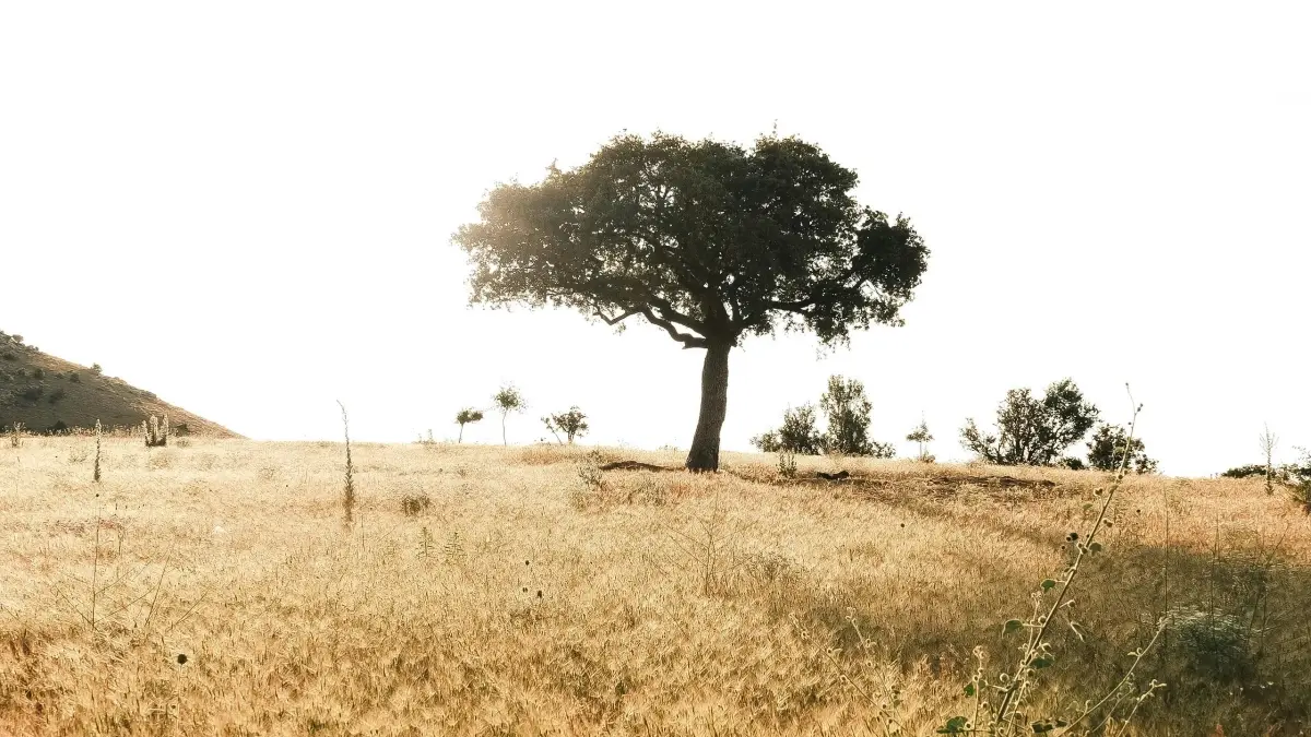 Créateurs CM: décrocher marques SA sur OnlyFans