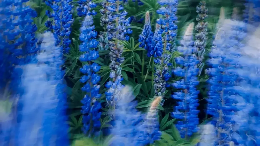 Guide pratique pour annonceurs au Cameroun — comment repérer, vérifier et lancer campagnes UGC avec créateurs basés aux Émirats arabes unis qui produisent du contenu Disney+.