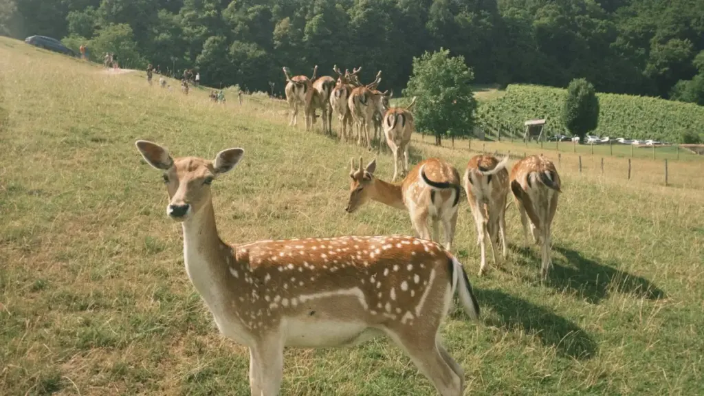 Guide pratique pour annonceurs au Cameroun: comment détecter, évaluer et recruter des créateurs Twitch nigérians pour campagnes UGC authentiques et mesurables.