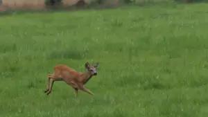 Guide pratique pour annonceurs au Cameroun: comment repérer, évaluer et activer créateurs Lazada basés en Croatie pour accélérer la croissance produit via contenu créateur.