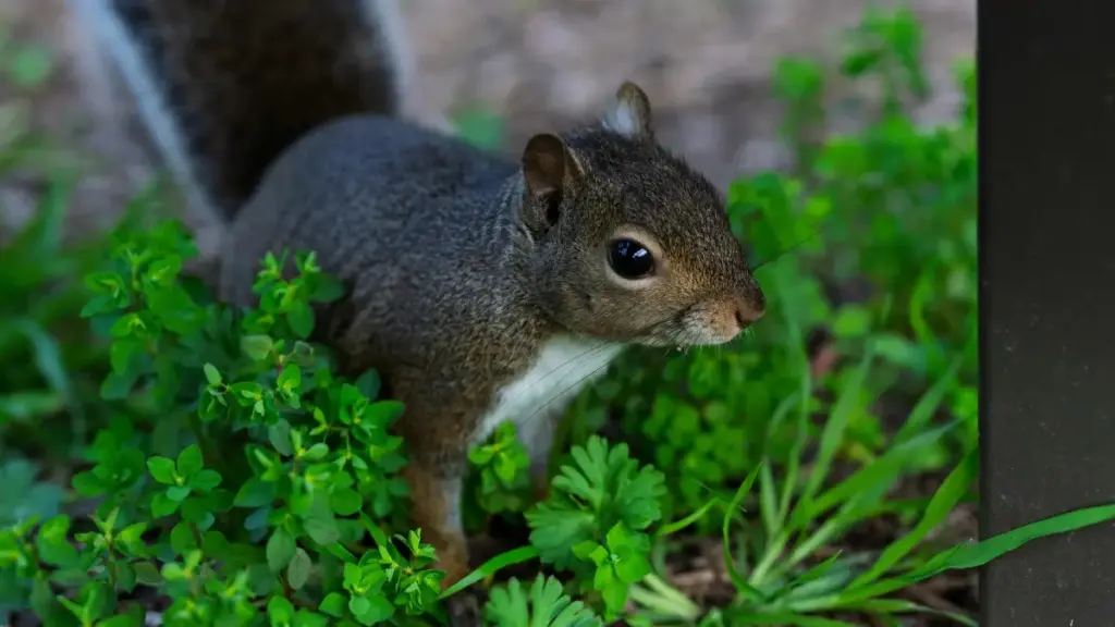 Guide pratique pour créateurs au Cameroon: comment approcher marques uruguyennes sur OnlyFans pour filmer coulisses, sécurité, pitch et outils.