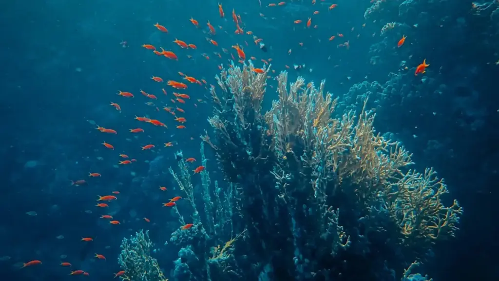 Guide pratique pour créateurs au Cameroun: comment contacter marques de République dominicaine via Disney Plus et créer guides de voyage monétisables.