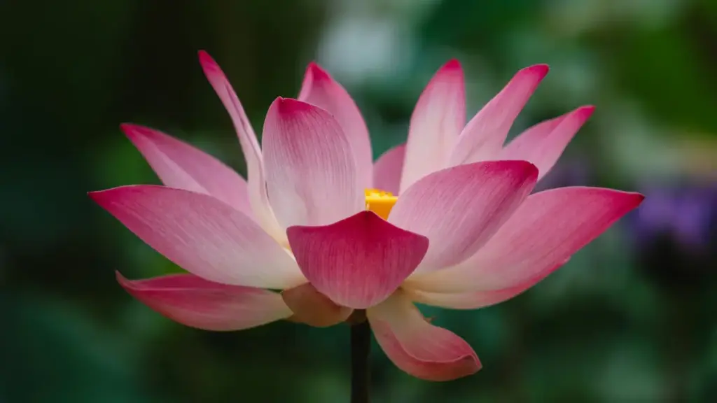 Guide pratique pour créateurs au Cameroun: comment identifier, contacter et convaincre marques ouzbèkes sur eBay pour reviewer des plateformes d'apprentissage. Astuces terrain, modèle de message et risques.