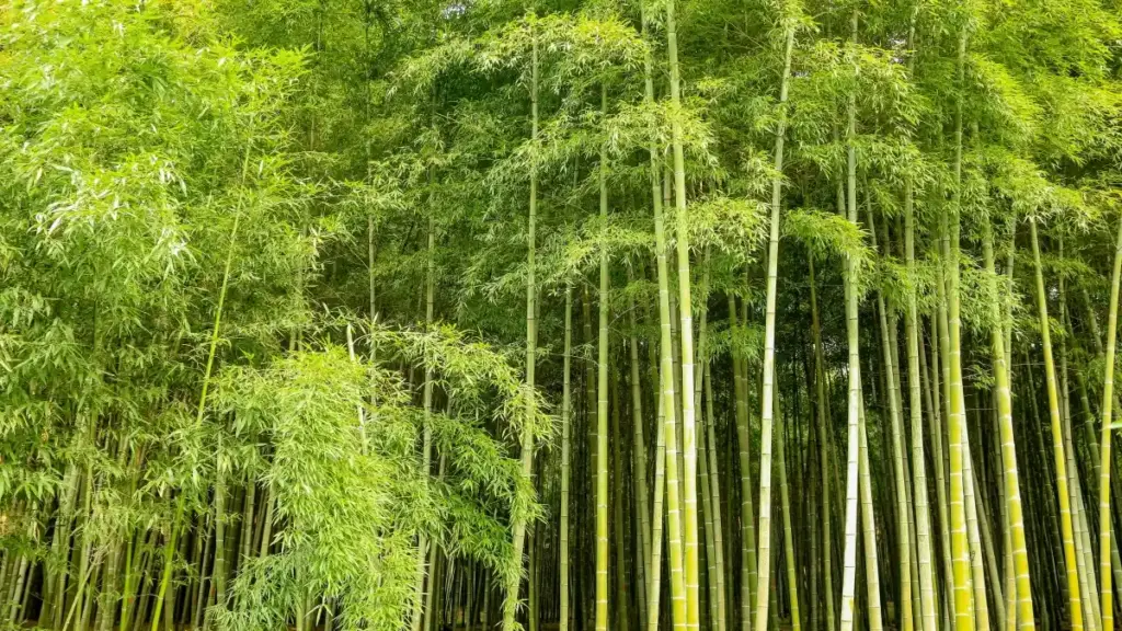 Guide pratique pour marketeurs au Cameroun: comment identifier, contacter et envoyer PR packages à créateurs Kuaishou basés en Macédoine du Nord — avec risques, stratégies et checklist locale.