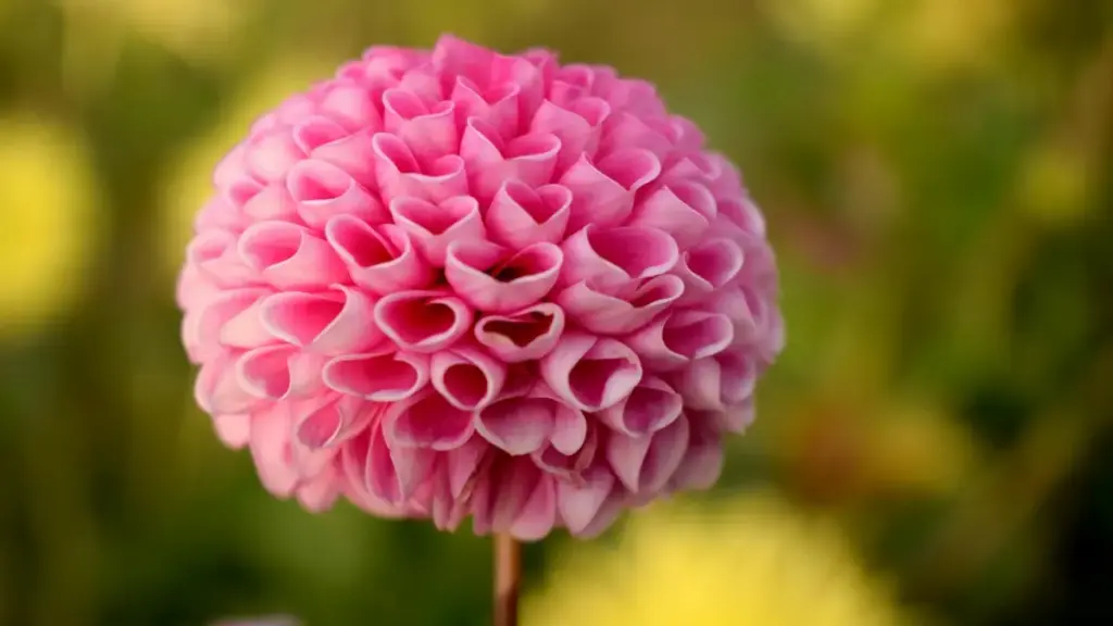 Stratégies pratiques pour créateurs camerounais: comment approcher marques thaïlandaises liées à Netflix et placer vos sons dans challenges viraux.