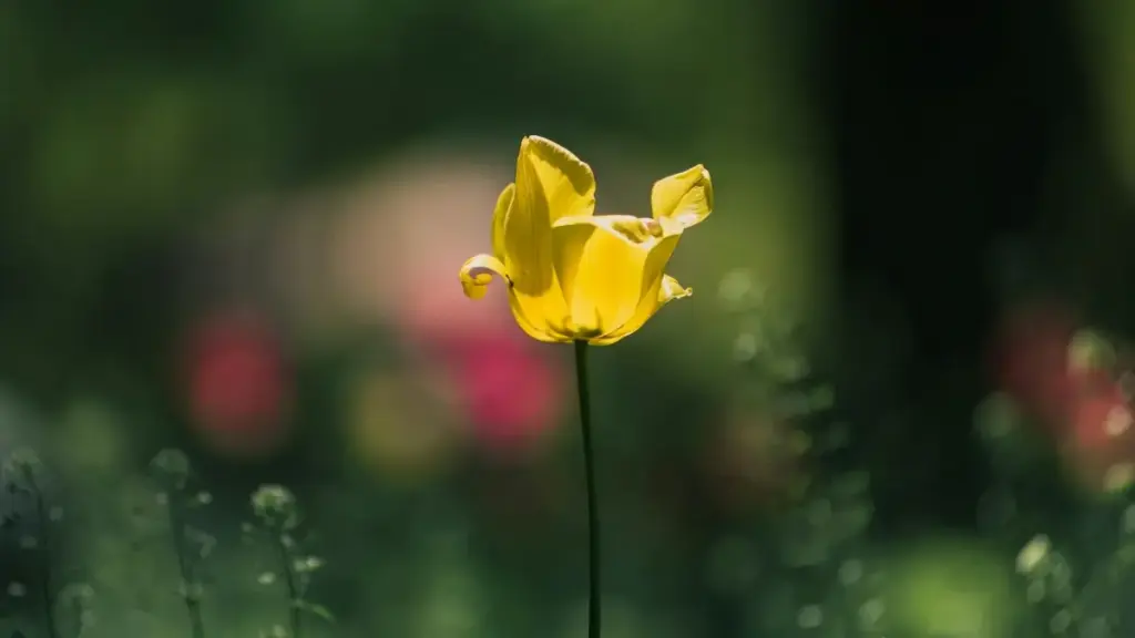 Guide pratique pour créateurs au Cameroun: comment approcher les marques de Puerto Rico sur Chingari et décrocher des contrats long terme.