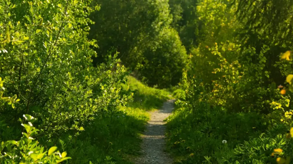 Guide pratique pour annonceurs au Cameroun: comment repérer, contacter et lancer promos musicales avec créateurs Kuaishou en Argentine.