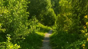 Guide pratique pour annonceurs au Cameroun: comment repérer, contacter et lancer promos musicales avec créateurs Kuaishou en Argentine.