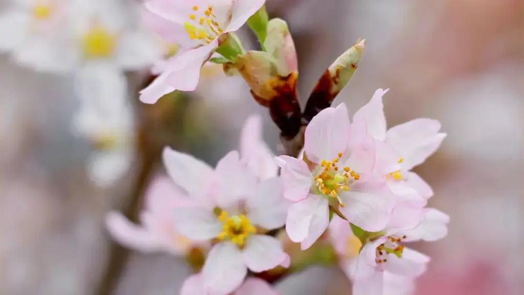 Guide pratique pour annonceurs au Cameroun — comment dénicher et activer créateurs Boliviens sur KakaoTalk pour booster les installations mobiles, avec stratégies, tableau comparatif et étapes opérationnelles.