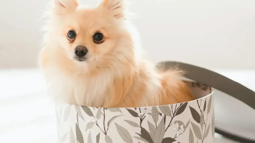 Guide pratique pour les annonceurs camerounais: où trouver et collaborer avec des créateurs vkontakte bangladais pour campagnes esports, risques, méthodes et outils.