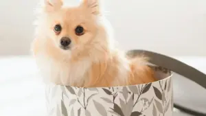 Guide pratique pour les annonceurs camerounais: où trouver et collaborer avec des créateurs vkontakte bangladais pour campagnes esports, risques, méthodes et outils.