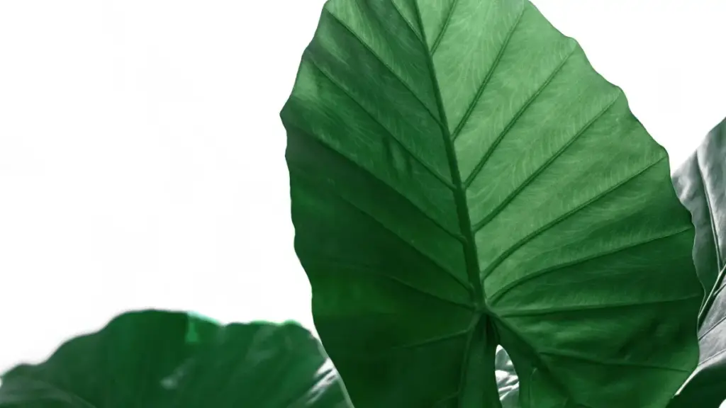 Guide pratique pour annonceurs au Cameroun: comment repérer, vérifier et collaborer avec des créateurs chiliens sur Zalo pour booster promos saisonnières.